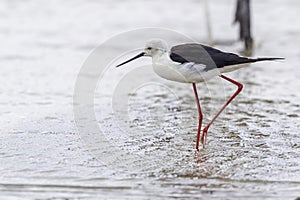 Black-winged (Common) Stilt, Wading