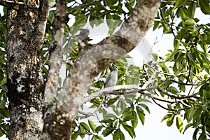 Black - winged Cuckoo Shrike photo