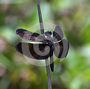 A black winged dragonfly, sitting over a branch, blurred background.