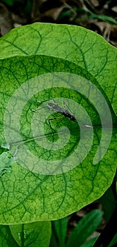 a black winged insect residing on a green leaf