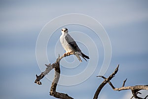 Black-winged kite