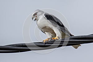 Black-winged Kite also known as a Black-shoulder kite eagle sitting on a cable