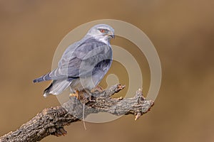 Black Winged Kite on Bright Background