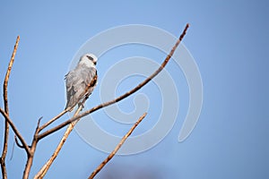 Black-winged kite or Elanus caeruleus