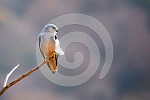 Black-winged kite or Elanus caeruleus