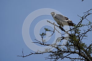 Black-winged kite Elanus caeruleus also known as the black-shouldered kite