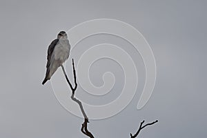 Black-winged kite Elanus caeruleus also known as the black-shouldered kite