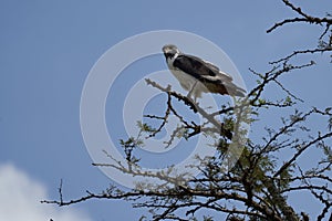 Black-winged kite Elanus caeruleus also known as the black-shouldered kite