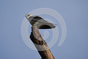 Black-winged kite Elanus caeruleus also known as the black-shouldered kite