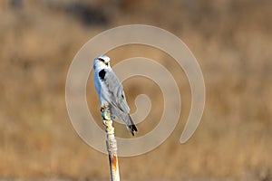 Black-winged kite (Elanus caeruleus), also known as the black-shouldered kite on a pole