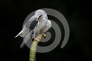 Black-winged kite Elanus caeruleus on a beautiful yellow flower. Isolated on a dark background. Noord Brabant in the Netherlands