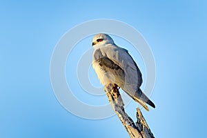 Black-winged kite, Elanus caeruleus, birds of prey sitting on the branch with blue sky. Wildlife scene from African nature. Red ey