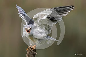 Black-winged kite Elanus caeruleus on a branch. Green background. Noord Brabant in the Netherlands.