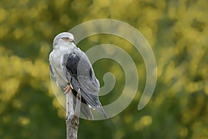 Black-winged kite Elanus caeruleus on a branch. Green background. Noord Brabant in the Netherlands. Yellow bokeh dots background