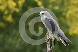 Black-winged kite Elanus caeruleus on a branch. Green background. Noord Brabant in the Netherlands. Yellow bokeh dots background