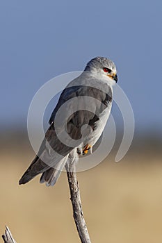 Black-Winged Kite Elanus caeruleus - Namibia