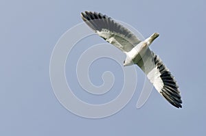 Black-Winged Kite hovering