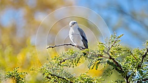 Black-winged kite perched in a tree