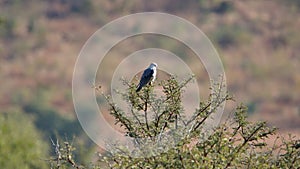 Black-winged kite perched in a tree