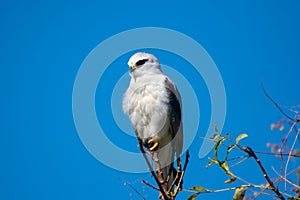 Black-winged kite or black-shouldered kite Elanus caeruleus on the tree branch photo