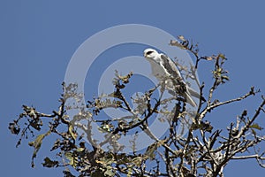 Black-winged kite sitting on top of a tree with a sunny day