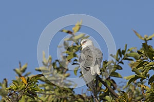 Black-Winged Kite on Treetop