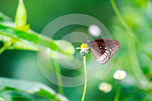 Black winged Lady Butterfly