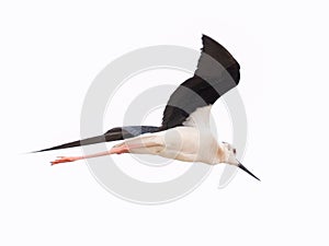 Black winged long - foot snipe Himantopus Himantopus