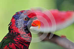 Black-winged Lory