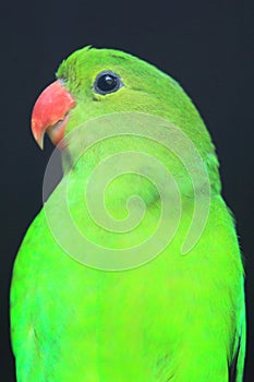 Black-winged lovebird