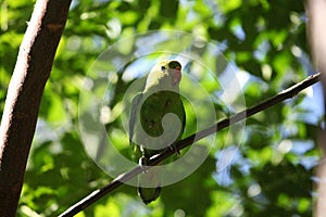 Black-winged lovebird Agapornis taranta