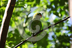 Black-winged lovebird Agapornis taranta