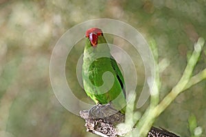 Black-winged lovebird Agapornis taranta photo