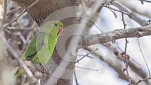 Black-winged Lovebird on Branch