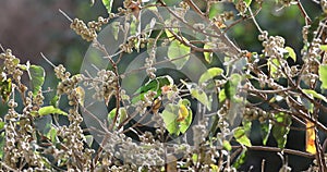 Black-winged Lovebird Feeding