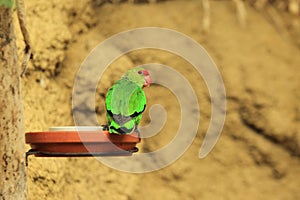 Black-winged lovebird photo