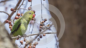 Black-winged Lovebird on Tree Branch