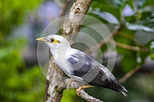 The black-winged myna (Acridotheres melanopterus)