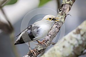 The black-winged myna (Acridotheres melanopterus)