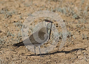 Black-winged pratincole (Glareola nordmanni)-3.