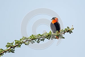 Black-winged Red Bishop