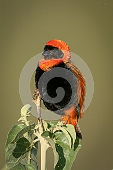 Black-winged red bishop on bush with catchlight photo