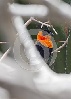 Black-Winged red bishop Euplectes hordeaceus