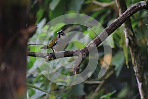 A Black-winged Saltator, Saltator atripennis, sitting at a brown branch
