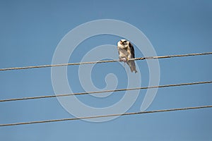 black winged shouldered kite or elanus caeruleus in action hunt a bird in claws and perched on electric wire and blue sky