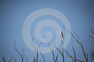 black winged shouldered kite or elanus caeruleus bird small raptor and hunter perched high on tree branch in natural blue sky