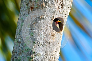 Black-Winged Starling