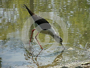 Black-winged stilt 1
