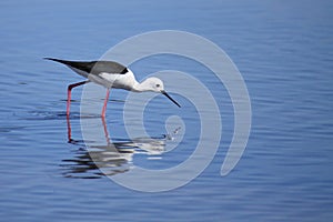 Black winged stilt