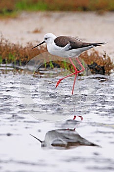 Black Winged Stilt